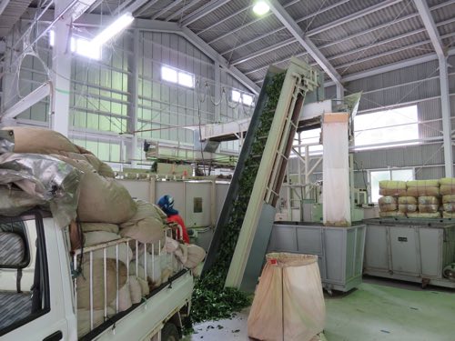 Tea leaves moving along a cooling and drying conveyor belt during Tencha production
