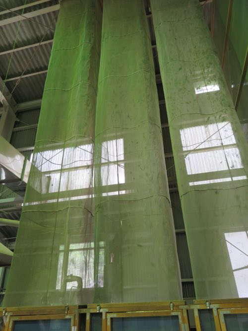 Tencha stored in climate-controlled warehousing to preserve flavour and colour
